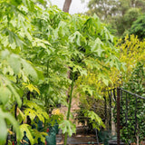 Illawarra Flame Tree - Brachychiton acerifolius-Deciduous,Fast Growing,Flowering,Full Sun,Moderate Water,Native,Outdoor,Tree-Nursery Near Me