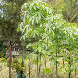 Illawarra Flame Tree - Brachychiton acerifolius-Deciduous,Fast Growing,Flowering,Full Sun,Moderate Water,Native,Outdoor,Tree-Nursery Near Me