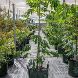 Illawarra Flame Tree - Brachychiton acerifolius-Deciduous,Fast Growing,Flowering,Full Sun,Moderate Water,Native,Outdoor,Tree-Nursery Near Me