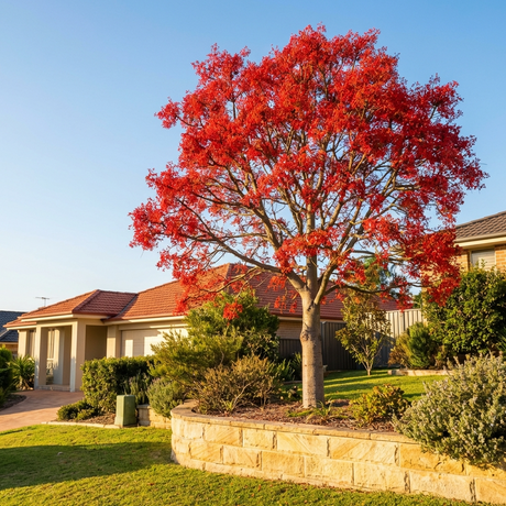 An Illawarra Flame Tree (Brachychiton acerifolius), an Australian native, displays vibrant red blooms in a suburban front yard, surrounded by houses and green lawn beneath a clear blue sky.