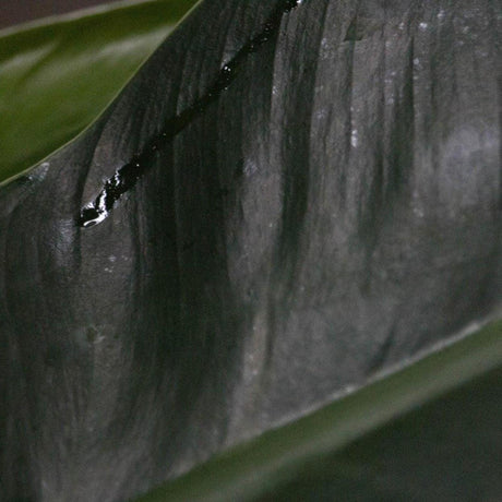 Imperial Green Philodendron - Philodendron 'Imperial Green'-Evergreen,Indoor,Moderate Water,Ornamental,Partial Shade,Slow Growing,Tropical-Nursery Near Me