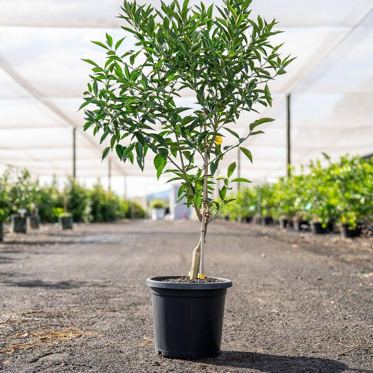 Imperial Mandarin Tree - Citrus reticulata-Evergreen,Fruiting,Full Sun,Moderate Growing,Moderate Water,Outdoor,Tree-Nursery Near Me