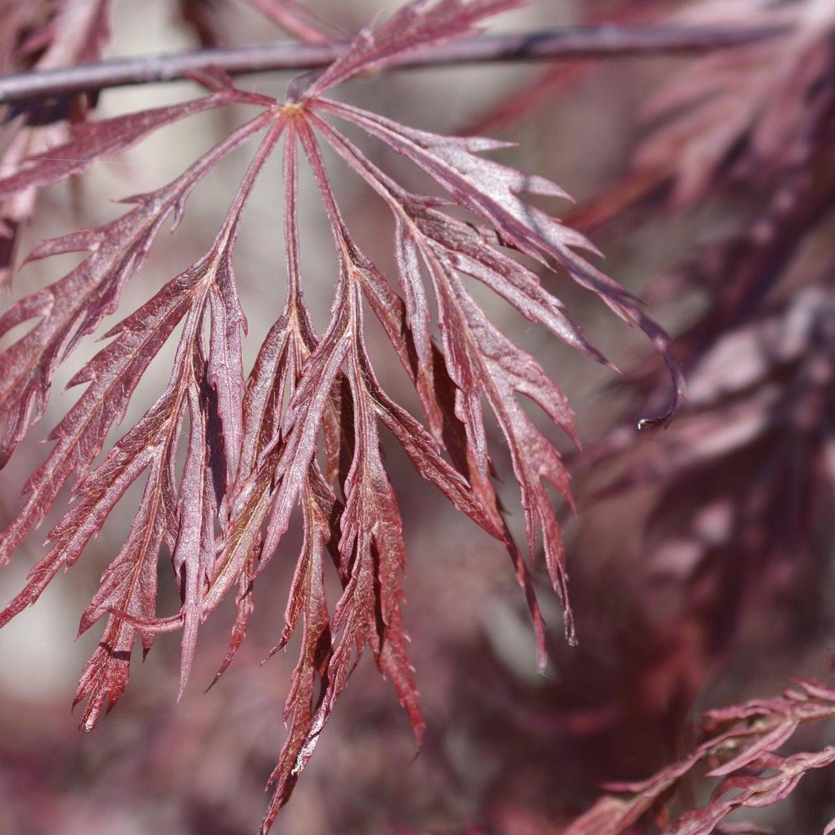 Inaba Shidare Japanese Maple Tree - Acer palmatum dissectum 'Inaba Shidare'-Deciduous,Moderate Water,Ornamental,Outdoor,Partial Shade,Slow Growing,Tree-Nursery Near Me