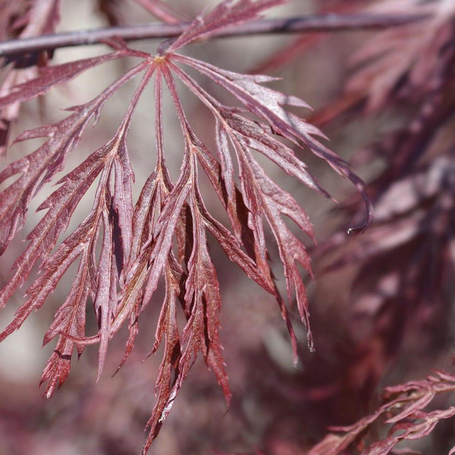 Inaba Shidare Japanese Maple Tree - Acer palmatum dissectum 'Inaba Shidare'-Deciduous,Moderate Water,Ornamental,Outdoor,Partial Shade,Slow Growing,Tree-Nursery Near Me