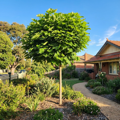 The Indian Bean Tree (Catalpa bignonioides) features dense green foliage that adds charming shade and beauty to gardens, making it a striking addition beside any brick house under a clear blue sky.