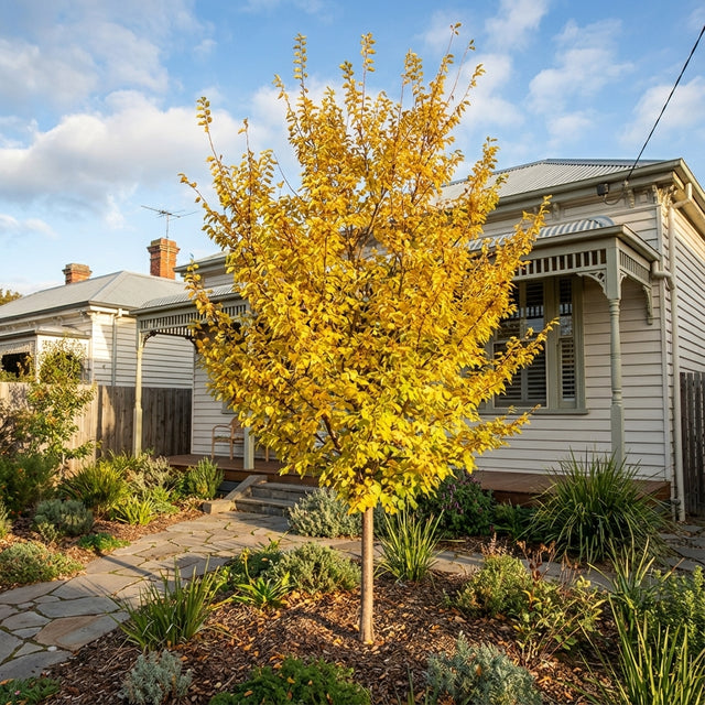 The Inspire Chinese Elm (Ulmus parvifolia ‘Inspire’) features bright yellow leaves and makes a striking landscape performer in front of a white house with a garden path.