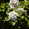 Intermediate Indian Hawthorn