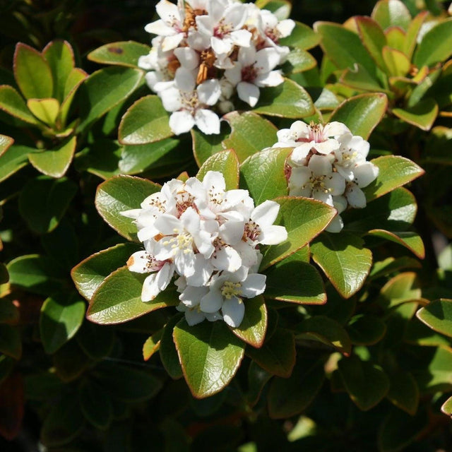 https://nurserynearme.com.au/cdn/shop/files/Intermediate-Indian-Hawthorn-Rhaphiolepis-intermedia.jpg?v=1741858193&width=640
