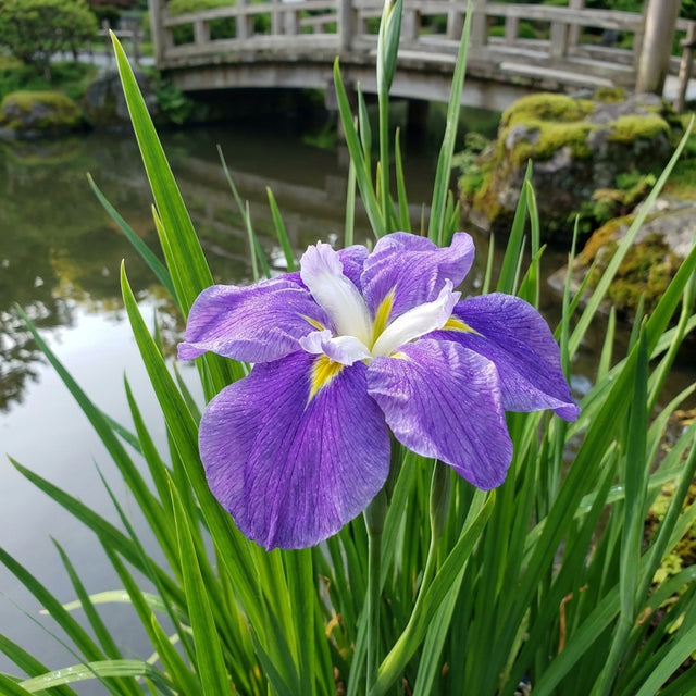 The Iris Louisiana Mauve has purple flowers with a yellow and white center, green leaves, and thrives near ponds or bridges. This low-maintenance perennial adds charm to any garden.