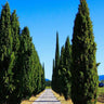 Italian Cypress