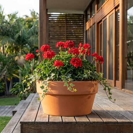 The Italian Super Bloomer Terracotta Pot, available in various sizes, sits on a wooden deck with red geraniums and ivy, offering a breathable planter that keeps your blooms healthy and vibrant outside any modern house.