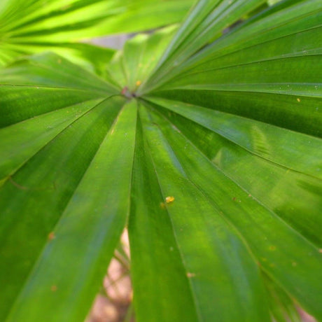 Itaya Palm - Itaya amicorum-Evergreen,Full Sun,Moderate Growing,Moderate Water,Outdoor,Palm,Tropical-Nursery Near Me