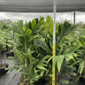 Ivory Cane Palm