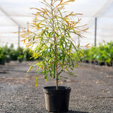 Ivory Curl Tree - Buckinghamia celsissima-Evergreen,Flowering,Full Sun,Moderate Growing,Moderate Water,Native,Outdoor,Tree-Nursery Near Me