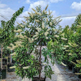 Ivory Curl Tree - Buckinghamia celsissima-Evergreen,Flowering,Full Sun,Moderate Growing,Moderate Water,Native,Outdoor,Tree-Nursery Near Me