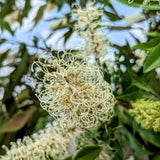 Ivory Curl Tree - Buckinghamia celsissima-Evergreen,Flowering,Full Sun,Moderate Growing,Moderate Water,Native,Outdoor,Tree-Nursery Near Me