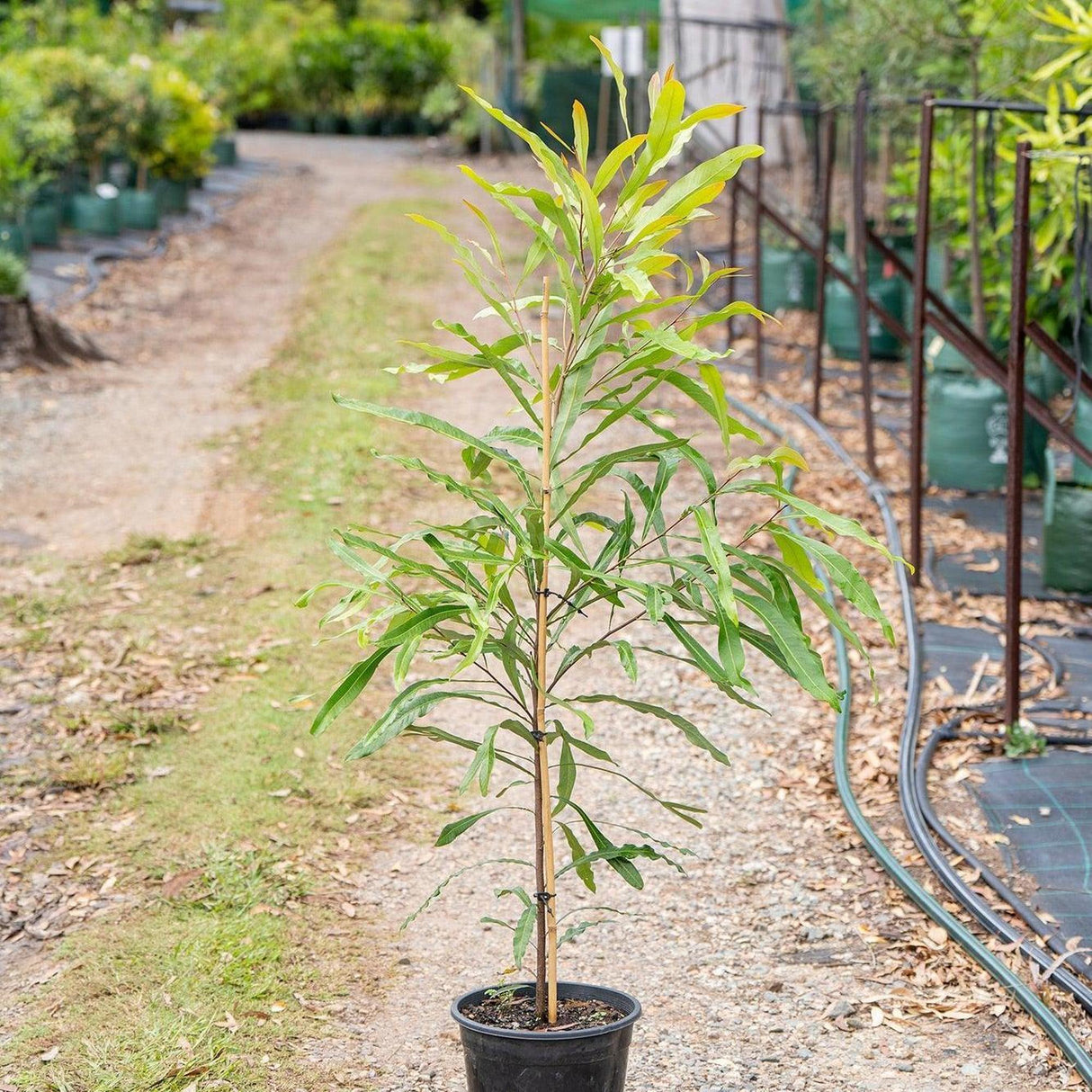 Ivory Curl Tree - Buckinghamia celsissima-Evergreen,Flowering,Full Sun,Moderate Growing,Moderate Water,Native,Outdoor,Tree-Nursery Near Me