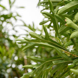 Ivory Curl Tree - Buckinghamia celsissima-Evergreen,Flowering,Full Sun,Moderate Growing,Moderate Water,Native,Outdoor,Tree-Nursery Near Me