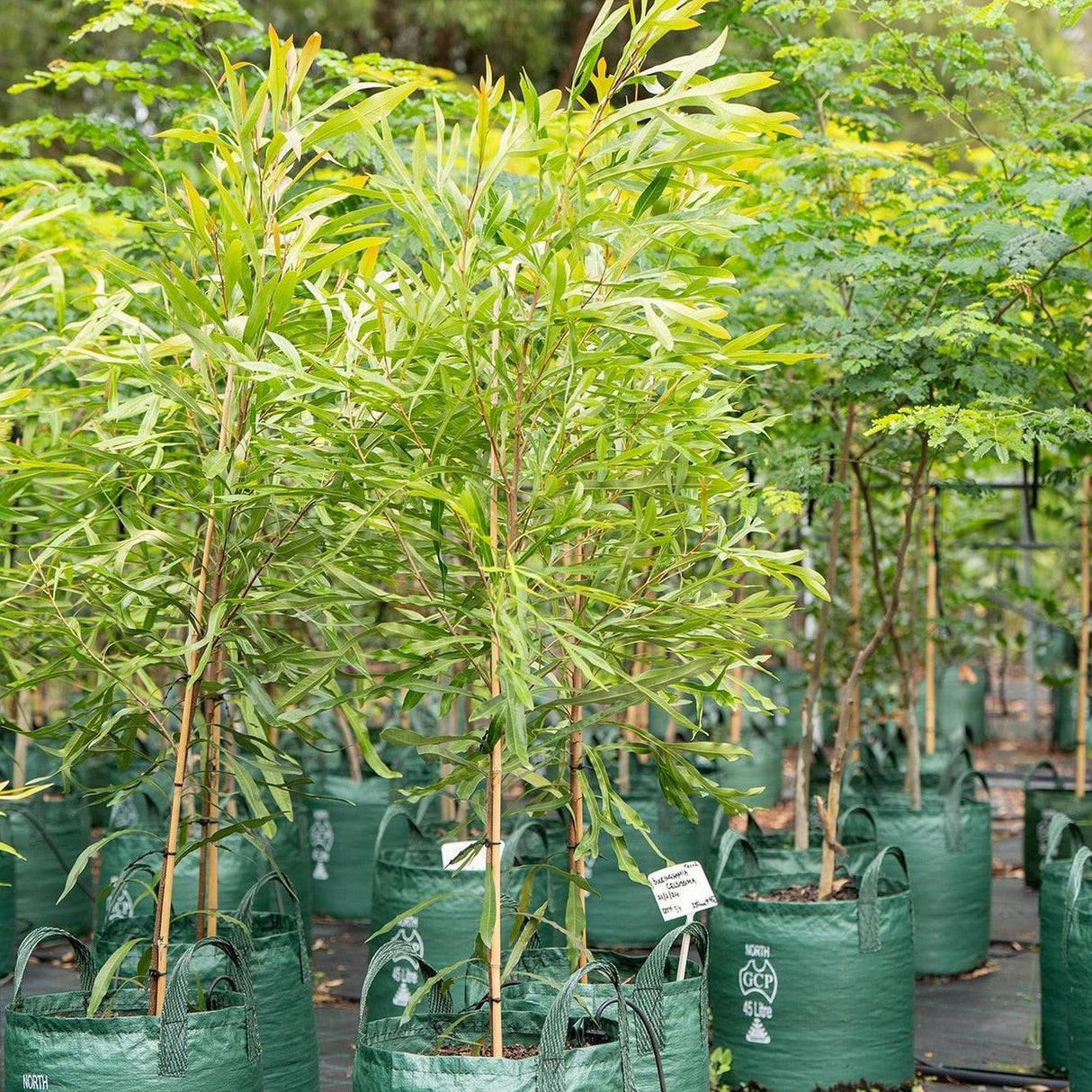 Ivory Curl Tree - Buckinghamia celsissima-Evergreen,Flowering,Full Sun,Moderate Growing,Moderate Water,Native,Outdoor,Tree-Nursery Near Me