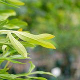 Ivory Curl Tree - Buckinghamia celsissima-Evergreen,Flowering,Full Sun,Moderate Growing,Moderate Water,Native,Outdoor,Tree-Nursery Near Me