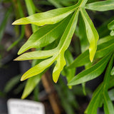 Ivory Curl Tree - Buckinghamia celsissima-Evergreen,Flowering,Full Sun,Moderate Growing,Moderate Water,Native,Outdoor,Tree-Nursery Near Me