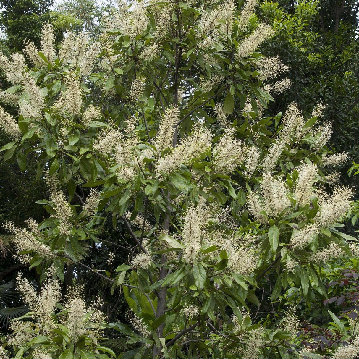 Ivory Curl Tree - Buckinghamia celsissima-Evergreen,Flowering,Full Sun,Moderate Growing,Moderate Water,Native,Outdoor,Tree-Nursery Near Me