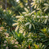 Ivory Curl Tree