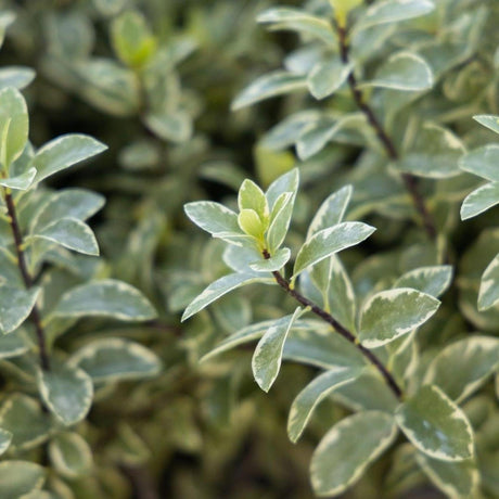 Ivory Sheen Kohuhu - Pittosporum tenuifolium 'Ivory Sheen'-Evergreen,Moderate Growing,Moderate Water,Outdoor,Partial Shade,Screening,Shrub-Nursery Near Me