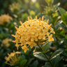 Ixora ‘Gold Malay’