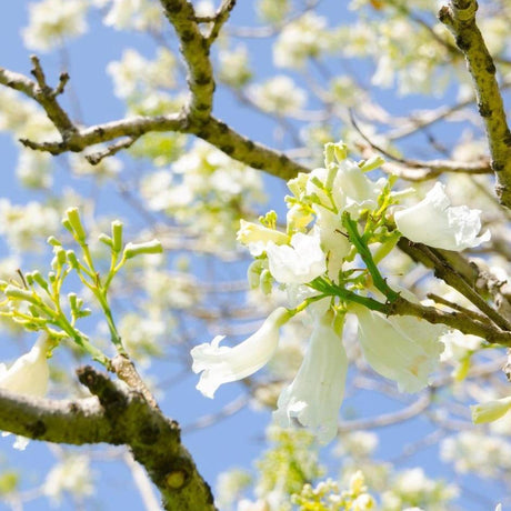 JACARANDA mimosifolia 'Alba' (White Jacaranda) - Ex Ground features white trumpet-shaped flowers on field-grown trees, providing a striking landscape impact with blooms set against a vivid blue sky.