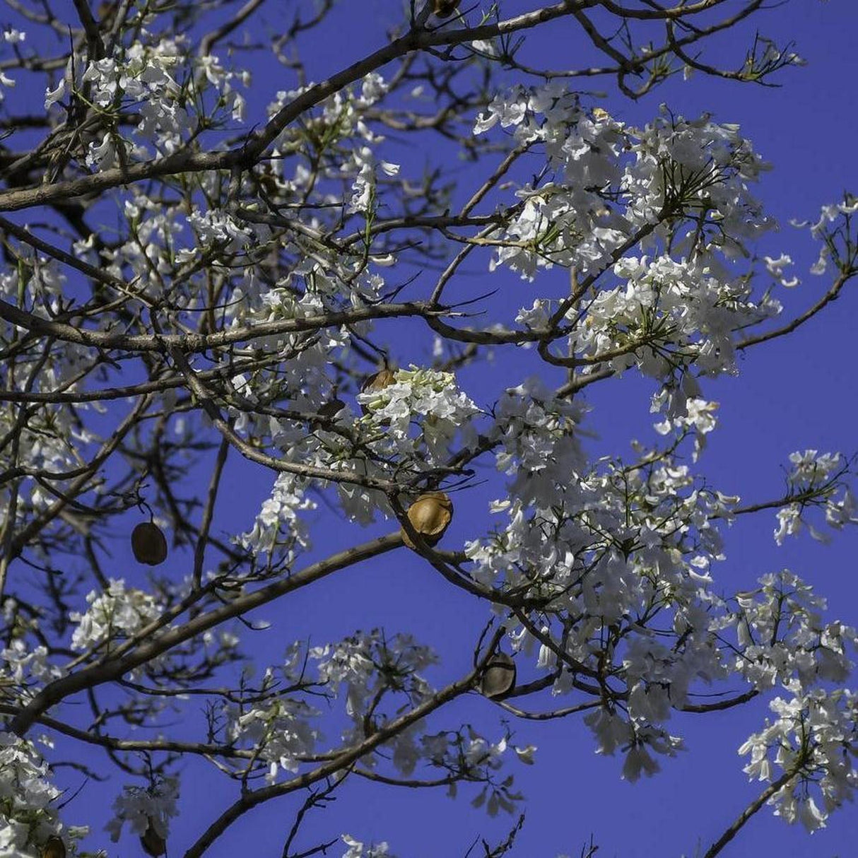 JACARANDA mimosifolia "Alba" (White Jacaranda - Grafted) - Ex Ground-Deciduous,Ex Ground,Flowering,Full Sun,Moderate Growing,Moderate Water,Outdoor,Tree-Nursery Near Me