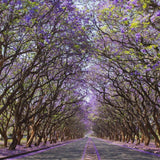 JACARANDA mimosifolia "Jacaranda" (Blue Jacaranda) - Ex Ground-Deciduous,Ex Ground,Flowering,Full Sun,Moderate Growing,Moderate Water,Outdoor,Tree-Nursery Near Me