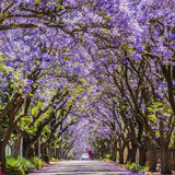 Jacaranda Tree - Jacaranda mimosifolia-Deciduous,Fast Growing,Full Sun,Moderate Water,Outdoor,Screening,Tree-Nursery Near Me