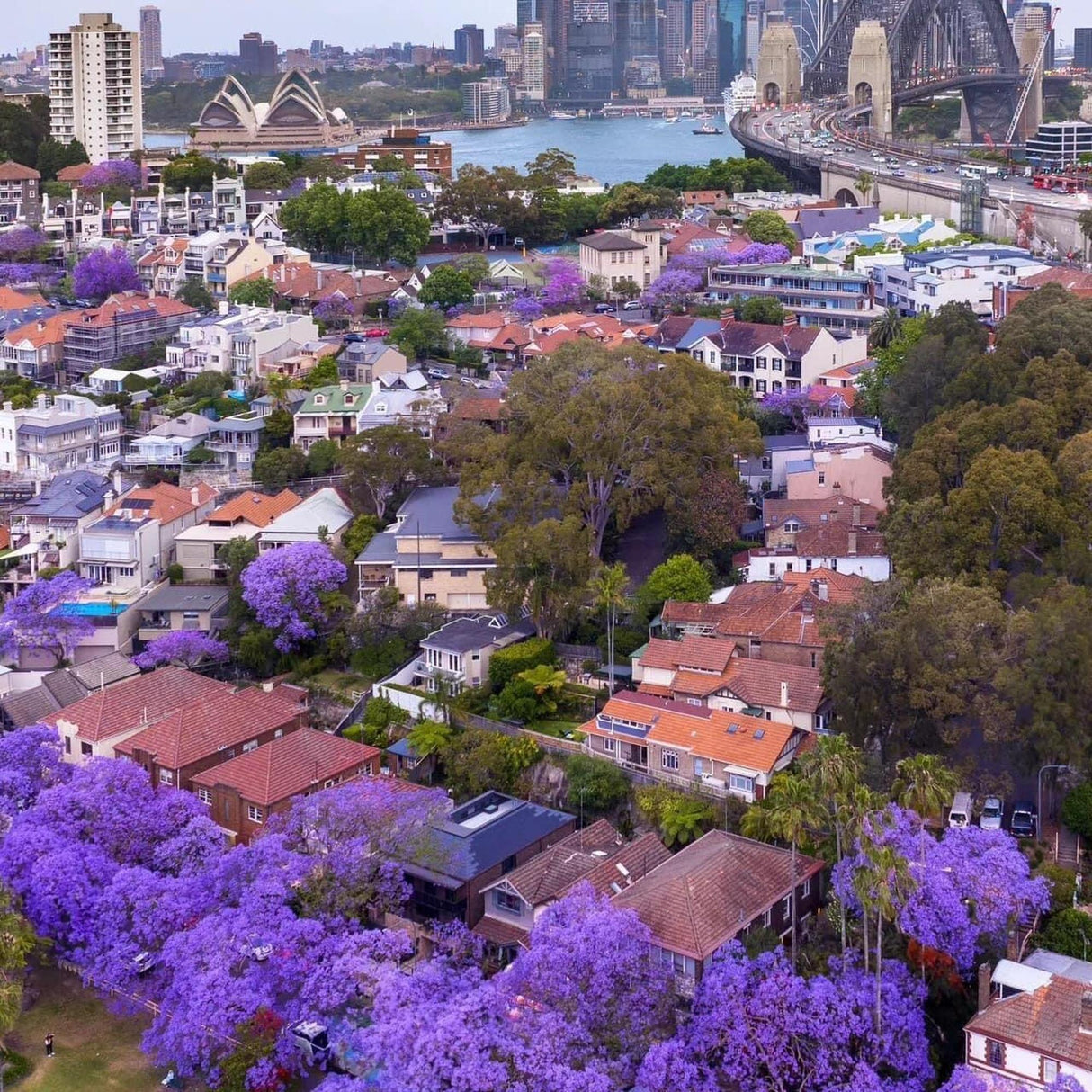 Jacaranda Tree - Jacaranda mimosifolia-Deciduous,Fast Growing,Full Sun,Moderate Water,Outdoor,Screening,Tree-Nursery Near Me