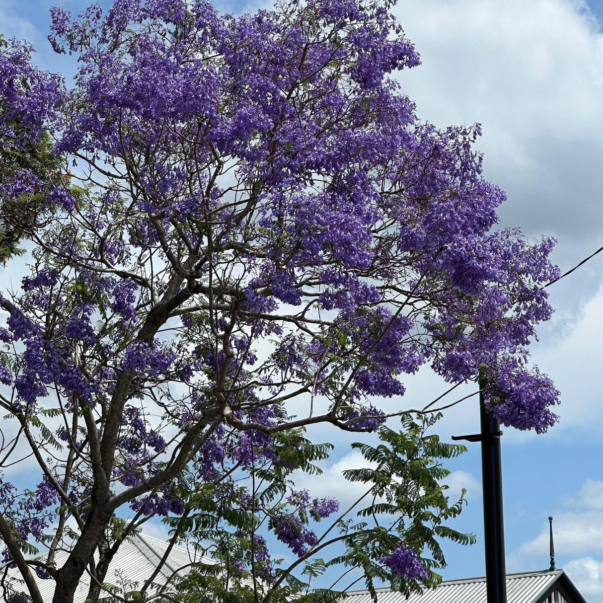 Jacaranda Tree - Jacaranda mimosifolia-Deciduous,Fast Growing,Full Sun,Moderate Water,Outdoor,Screening,Tree-Nursery Near Me