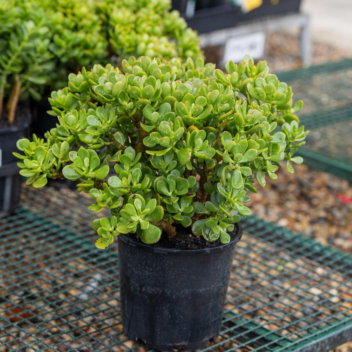 Jade Plant - Crassula ovata-Evergreen,Full Sun,Low Water,Ornamental,Outdoor,Slow Growing,Succulent-Nursery Near Me