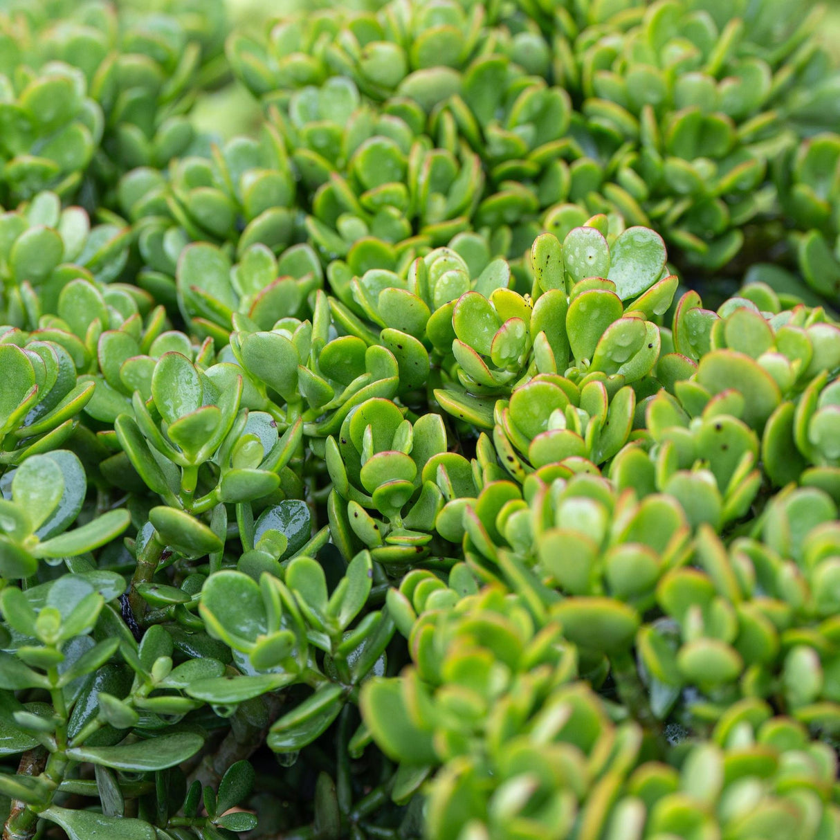 Jade Plant - Crassula ovata-Evergreen,Full Sun,Low Water,Ornamental,Outdoor,Slow Growing,Succulent-Nursery Near Me