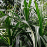 Janet Craig Dracaena