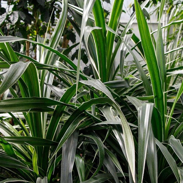 Janet Craig Dracaena - Dracaena deremensis 'Janet Craig'-Evergreen,Indoor,Moderate Water,Ornamental,Partial Shade,Slow Growing,Tropical-Nursery Near Me