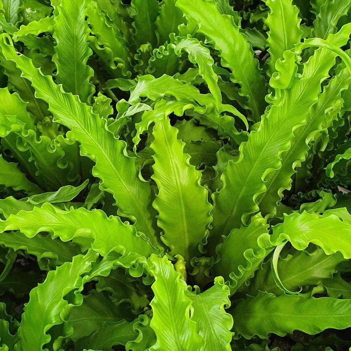 Japanese Birds Nest Fern - Asplenium nidus Osaka-Evergreen,Fern,Moderate Growing,Moderate Water,Outdoor,Partial Shade,Tropical-Nursery Near Me