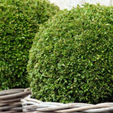 Japanese Box - Buxus microphylla japonica-Evergreen,Hedge,Low Water,Ornamental,Outdoor,Partial Shade,Slow Growing-Nursery Near Me