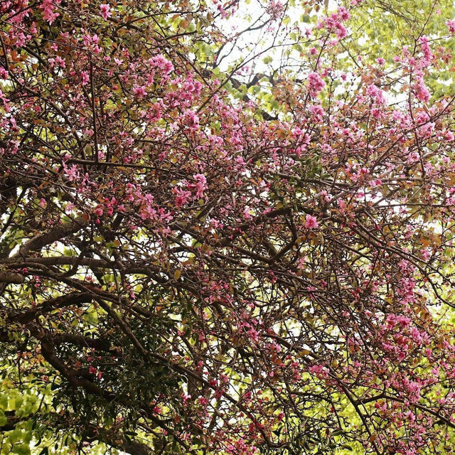 Japanese Flowering Crabapple - Malus floribunda-Deciduous,Flowering,Full Sun,Moderate Growing,Moderate Water,Outdoor,Tree-Nursery Near Me