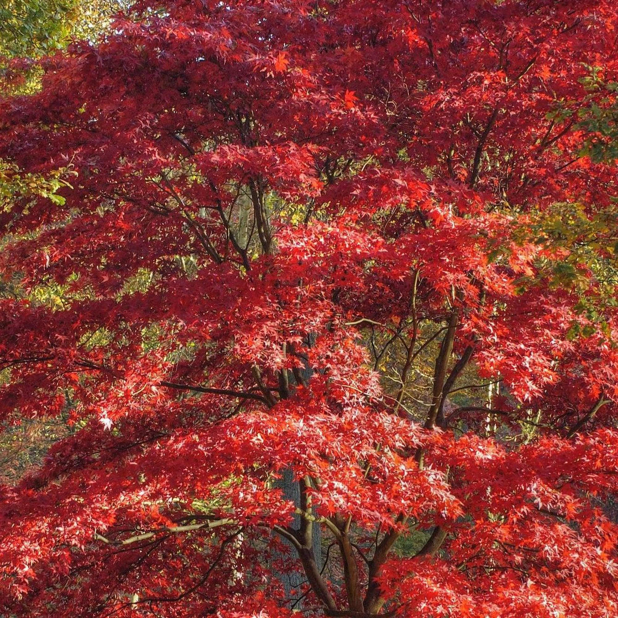 Japanese Maple Tree - Acer palmatum-Deciduous,Moderate Water,Ornamental,Outdoor,Partial Shade,Slow Growing,Tree-Nursery Near Me