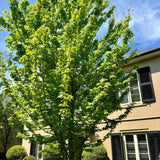 Japanese Maple Tree - Acer palmatum-Deciduous,Moderate Water,Ornamental,Outdoor,Partial Shade,Slow Growing,Tree-Nursery Near Me