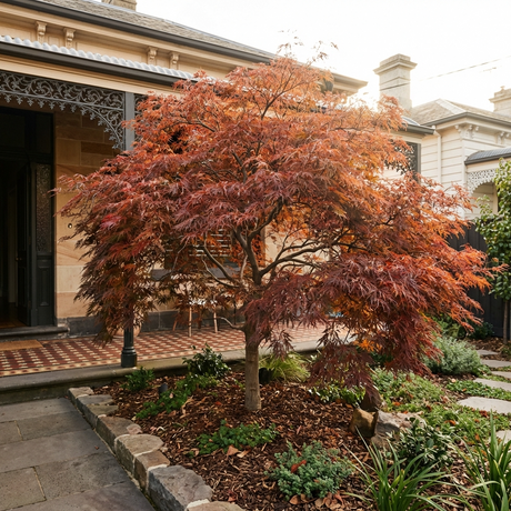 The Japanese Maple Tree - Acer palmatum features vibrant red leaves, making it a striking ornamental addition to any landscaped garden and providing brilliant autumn color outside your home.