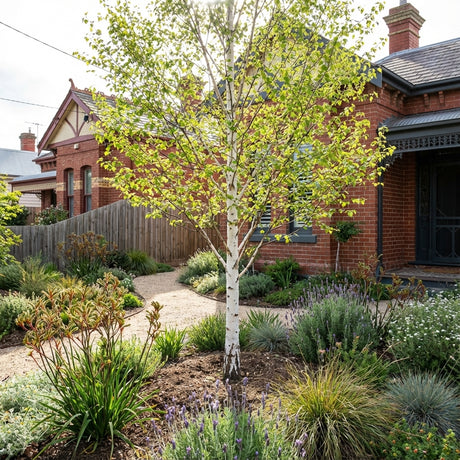 A Japanese White Birch (Betula platyphylla var. japonica ‘Whitespire’) graces a landscaped front yard with shrubs by a red brick house, adding elegance and thriving beautifully in sunny, heat-tolerant spaces.
