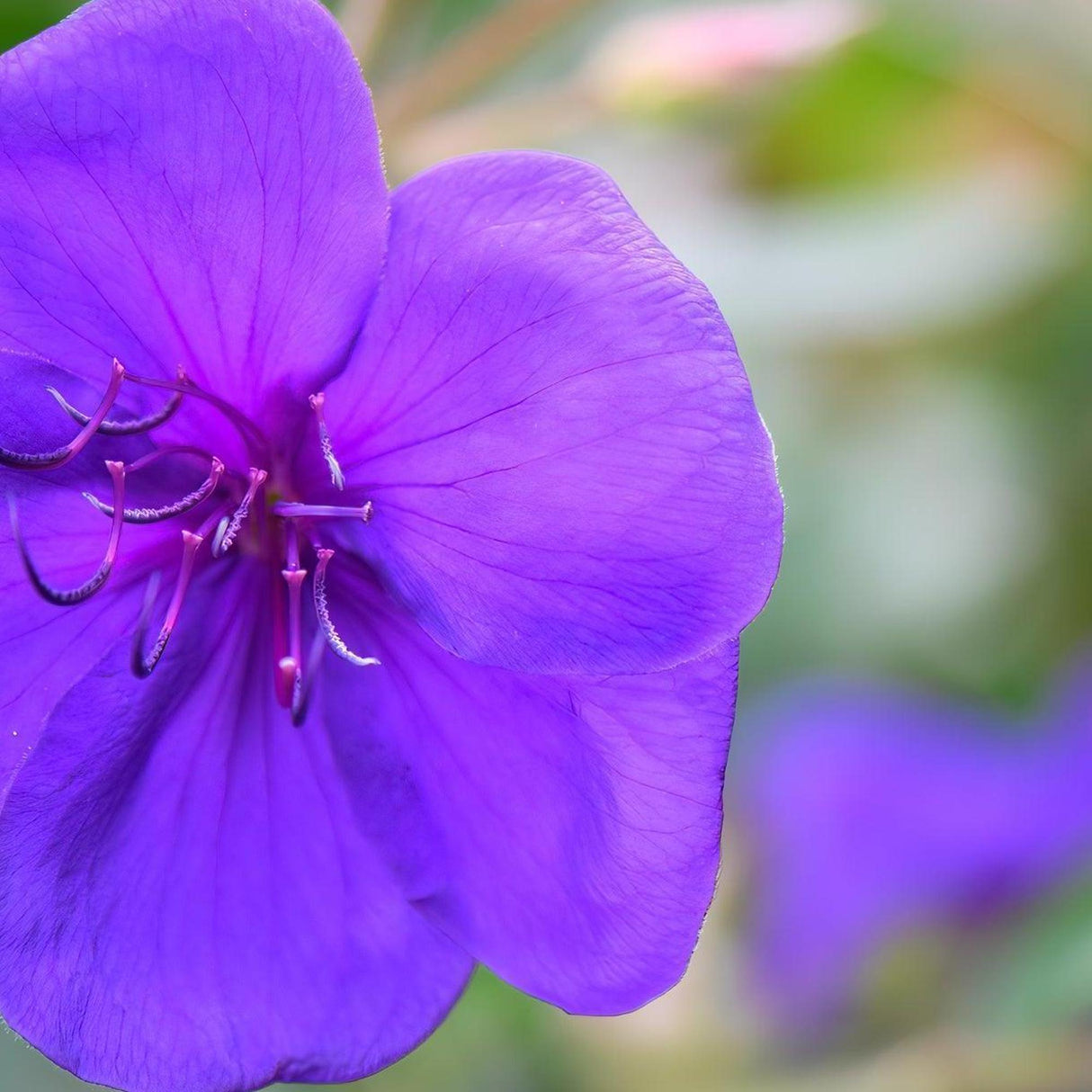 Close-up of a vibrant Jazzie Tibouchina – Tibouchina 'Jazzie' bloom with delicate purple petals against a soft green background, highlighting the beauty of this compact flowering shrub.
