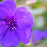 Close-up of a vibrant purple Jazzie Tibouchina - Tibouchina Jazzie flower with delicate petals and stamens against a blurred green background.-Nursery Near Me