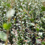 Jennifer Susan Camellia - Camellia sasanqua 'Jennifer Susan'-Evergreen,Flowering,Moderate Water,Outdoor,Partial Shade,Shrub,Slow Growing-Nursery Near Me