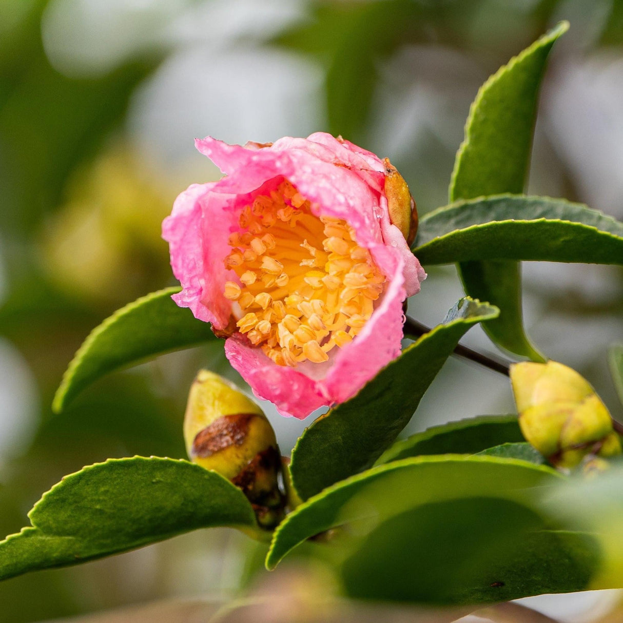 Jennifer Susan Camellia - Camellia sasanqua 'Jennifer Susan'-Evergreen,Flowering,Moderate Water,Outdoor,Partial Shade,Shrub,Slow Growing-Nursery Near Me